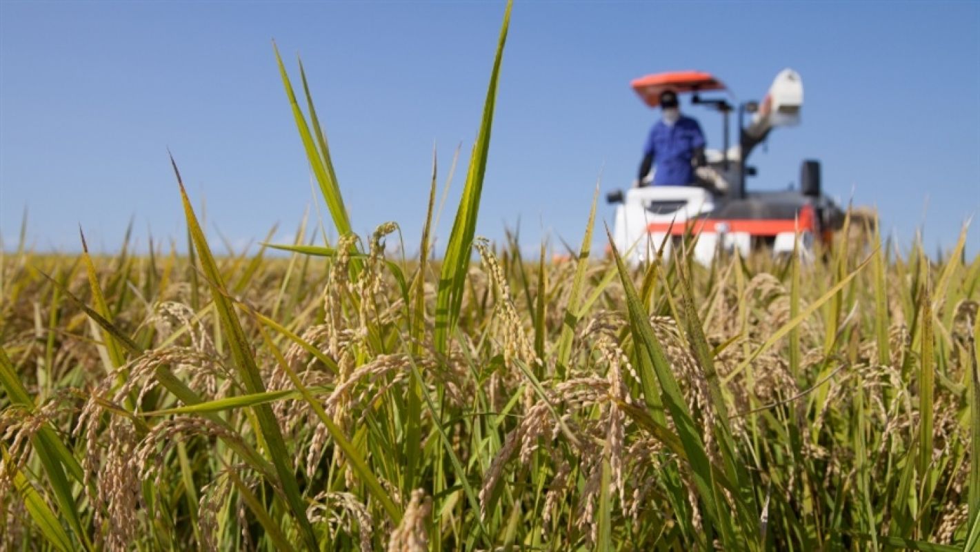 Safra de arroz avança no RS com boas projeções, mas produtores enfrentam desafios pontuais