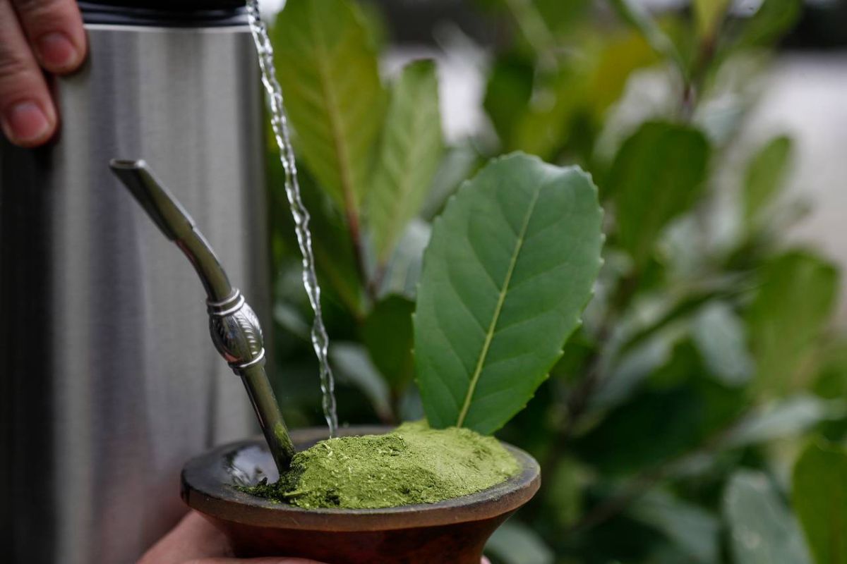 Pesquisa revela que frutos da erva-mate descartados no chimarrão têm alto potencial para uso medicinal, alimentar e cosmético