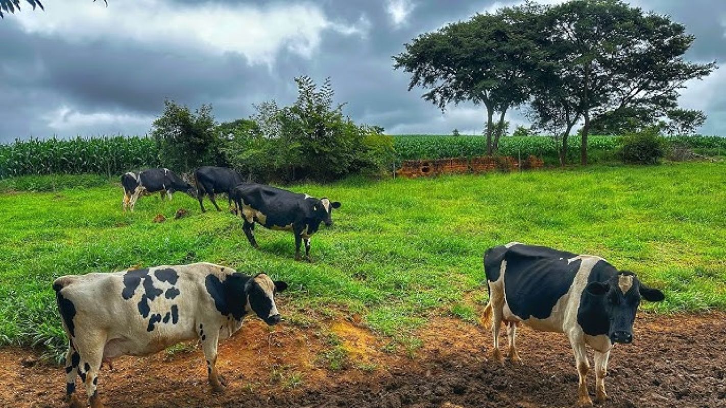 Estiagem afeta produção leiteira no RS, mas melhora do clima traz alívio em algumas regiões