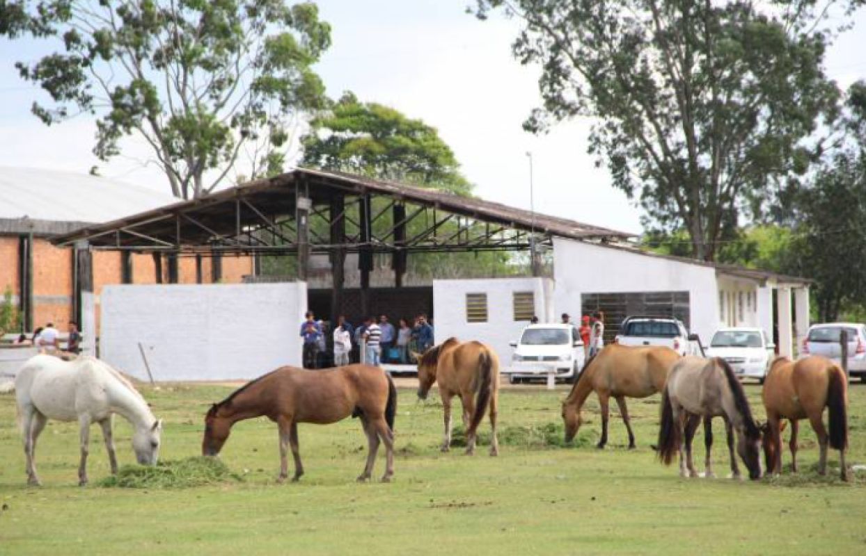 Prefeitura doa 155 equinos nos últimos quatro anos para novos tutores em Pelotas