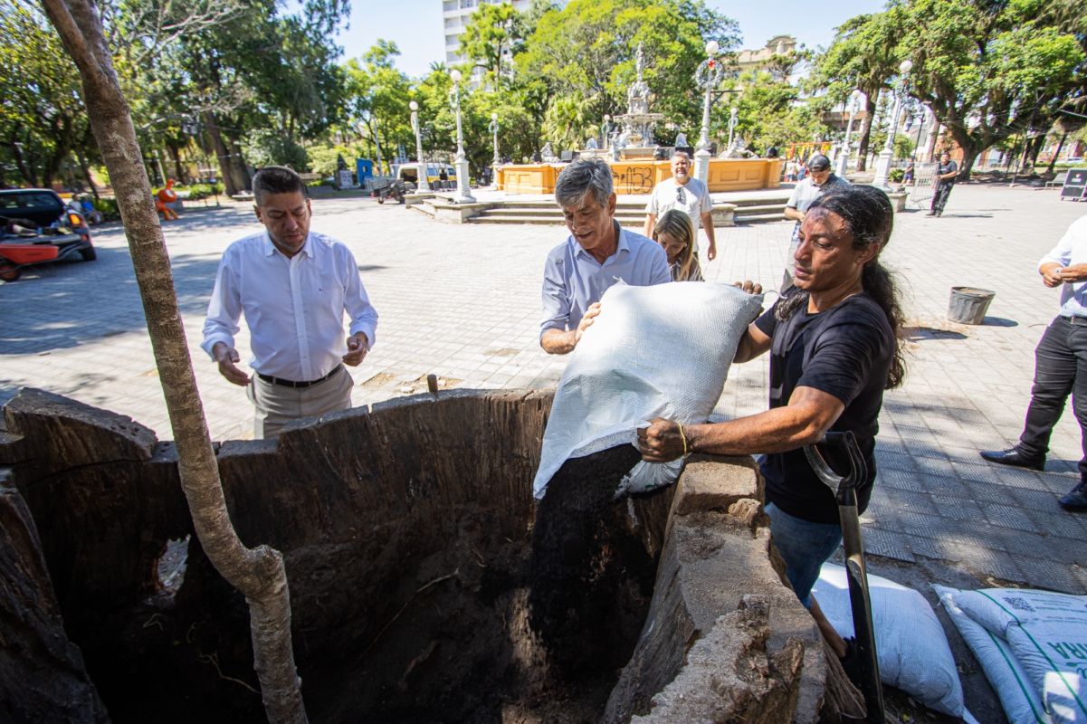 Plantio de Timbaúva na praça Coronel Pedro Osório reforça preservação e renovação em Pelotas