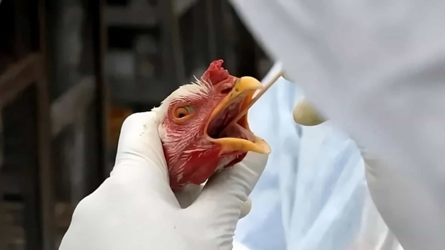 Ministério da Agricultura investiga novo possível foco de gripe aviária em Montenegro (RS)