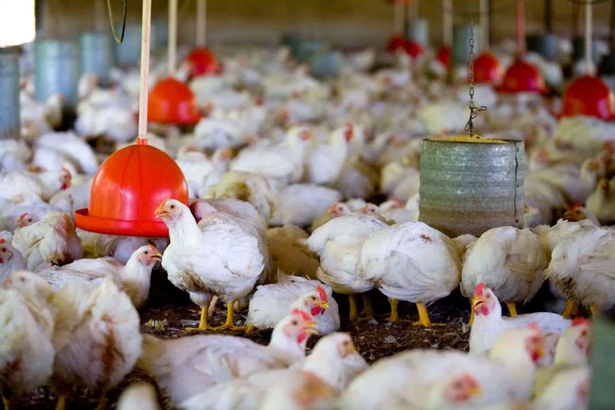 China suspende compra de carne de frango do Brasil por 60 dias após primeiro caso de gripe aviária em granja comercial