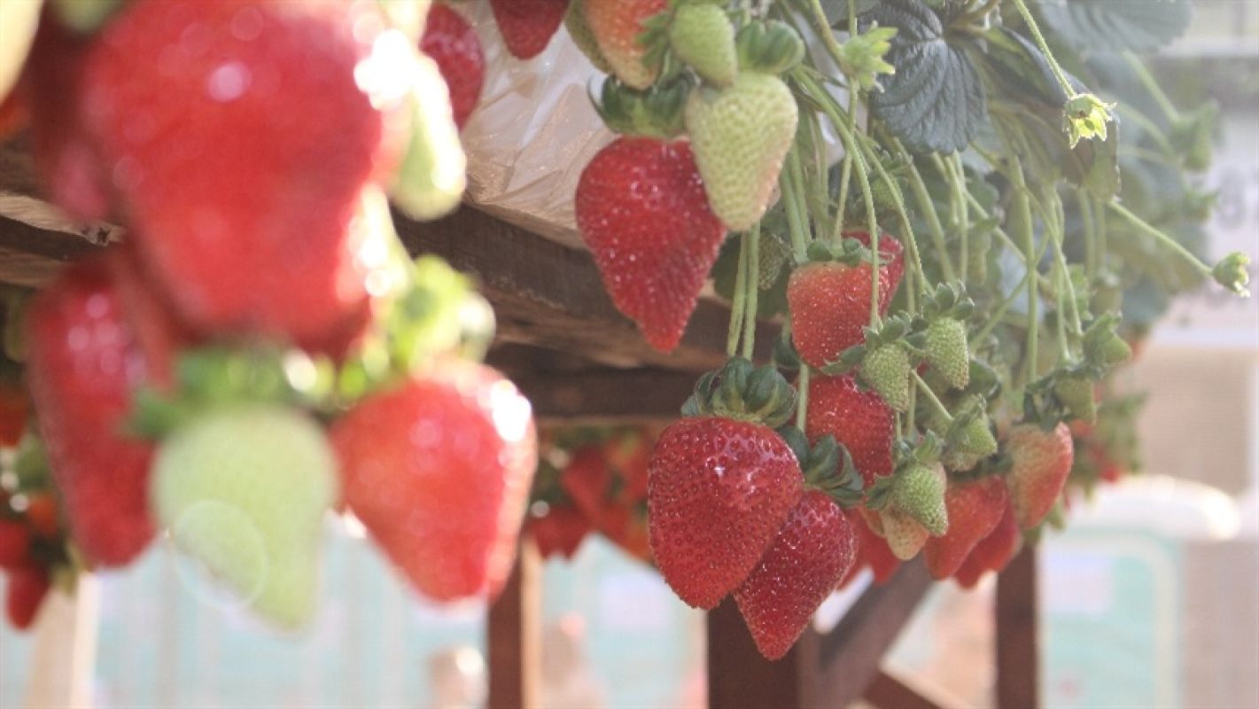 Cultivo do morango avança com boas condições no RS e preços variam até R$ 40 o quilo