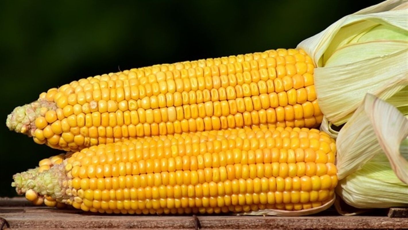 Colheita do milho silagem atinge 96% no RS com aumento de produção, apesar da queda na produtividade
