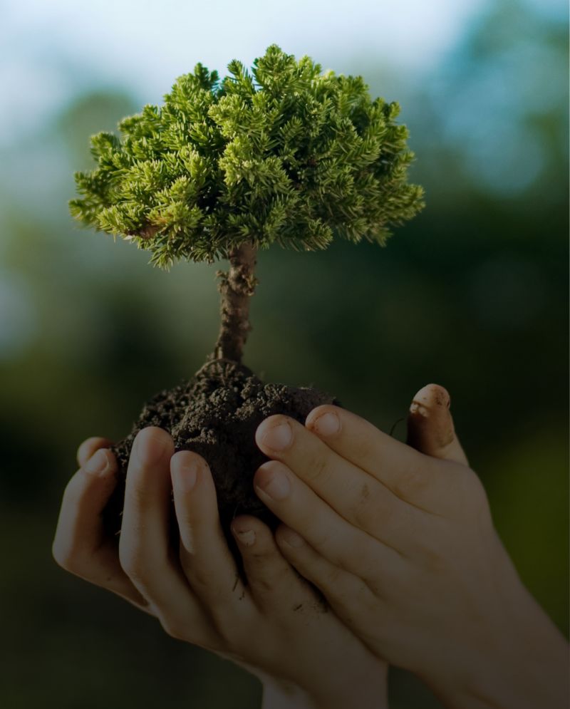 Pelotas intensifica ações ambientais com ênfase na arborização urbana e na revitalização do Ecocamping
