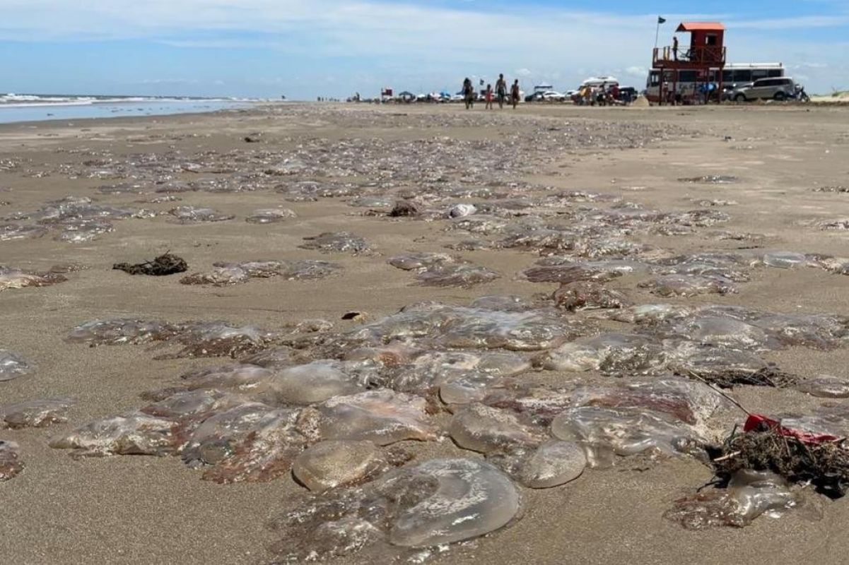 Verão no Rio Grande do Sul começa com aumento nas ocorrências de queimaduras por águas-vivas no litoral