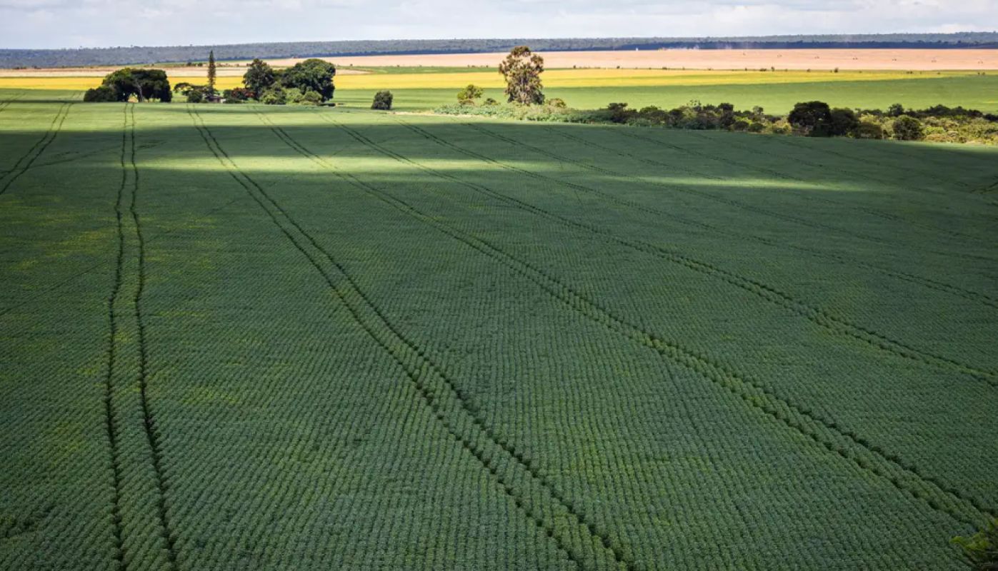 Expansão da soja no Brasil: área aumentou 8 vezes em 38 anos, com forte impacto sobre biomas e pastagens