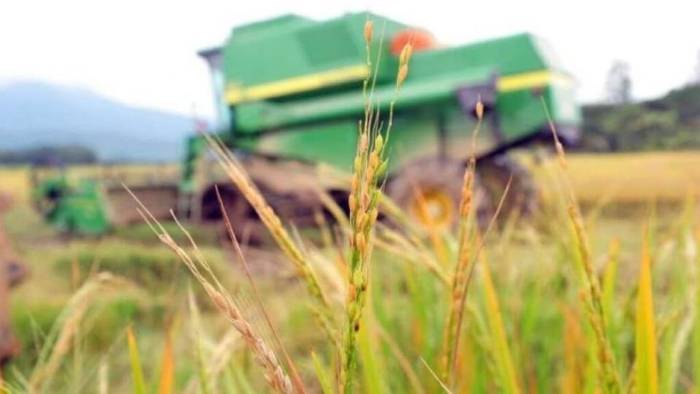 Mercado de arroz no Brasil enfrenta oscilações em 2024, com alta nos preços após catástrofe climática no Rio Grande do Sul