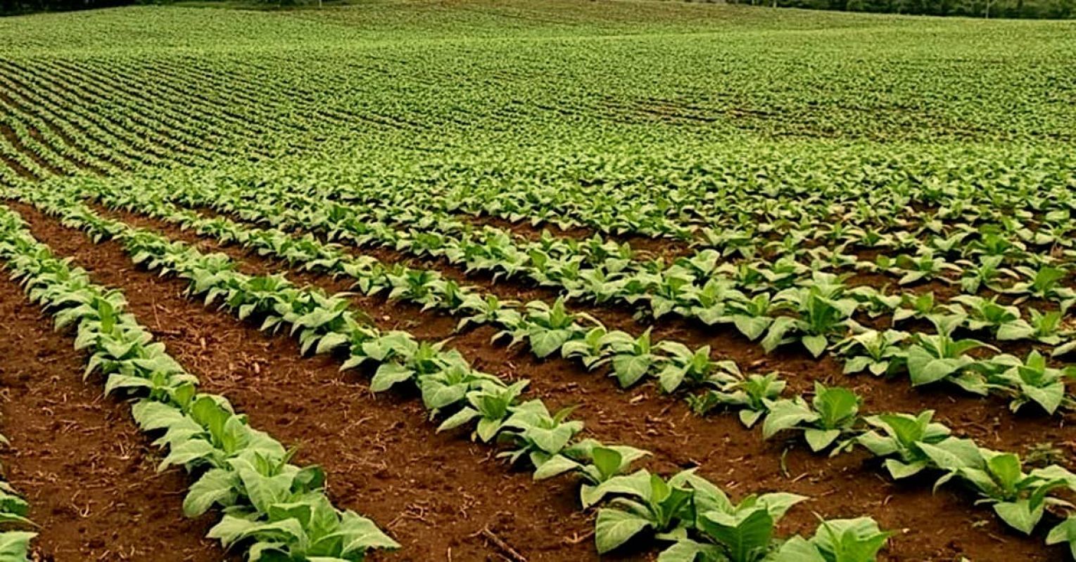 Área cultivada com fumo cresce 14% na zona rural de Pelotas, aponta levantamento do IBGE