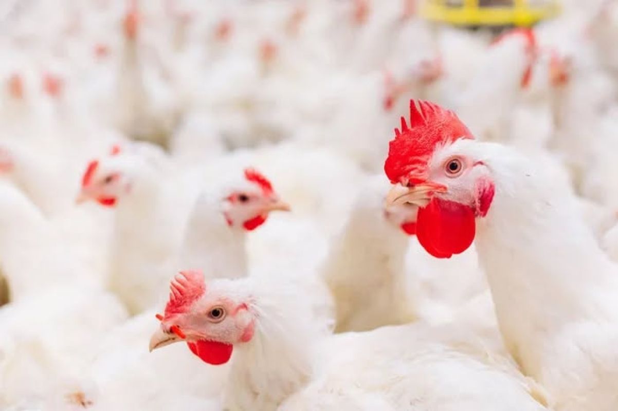 Primeiro caso de gripe aviária em aves comerciais do Brasil é confirmado em granja de Montenegro (RS)