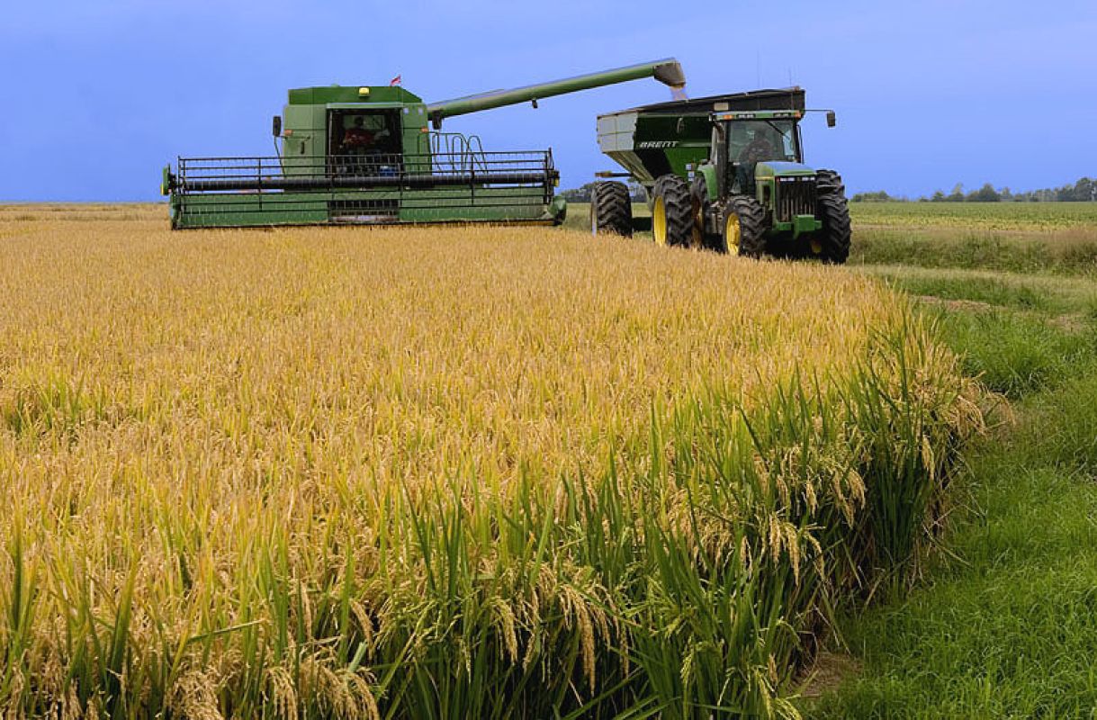 Colheita do arroz atinge 97% no RS com alta produtividade, mas enfrenta perda na qualidade dos grãos
