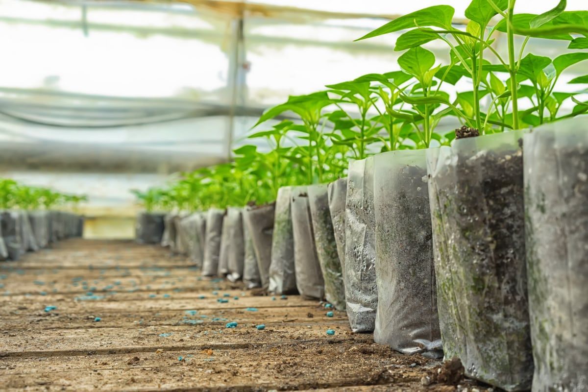 Pelotas inicia temporada de plantio de árvores nativas com foco em educação ambiental e sustentabilidade