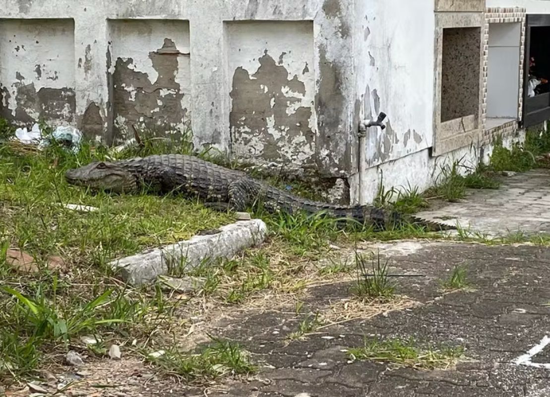 Jacaré é avistado no cemitério de Osório e assusta visitantes; animal não foi encontrado pela Brigada Militar