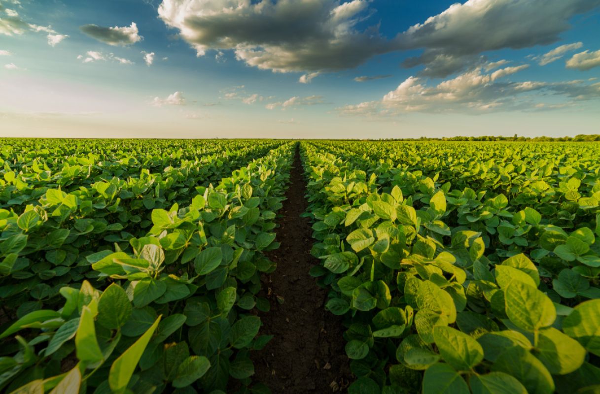  RS lança programas para recuperar agricultura familiar