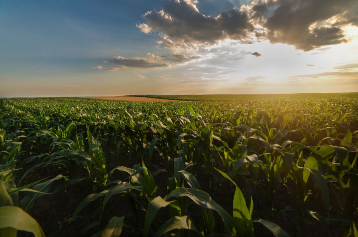 Agronegócio Gaúcho cobra ação Federal urgente em meio à crise