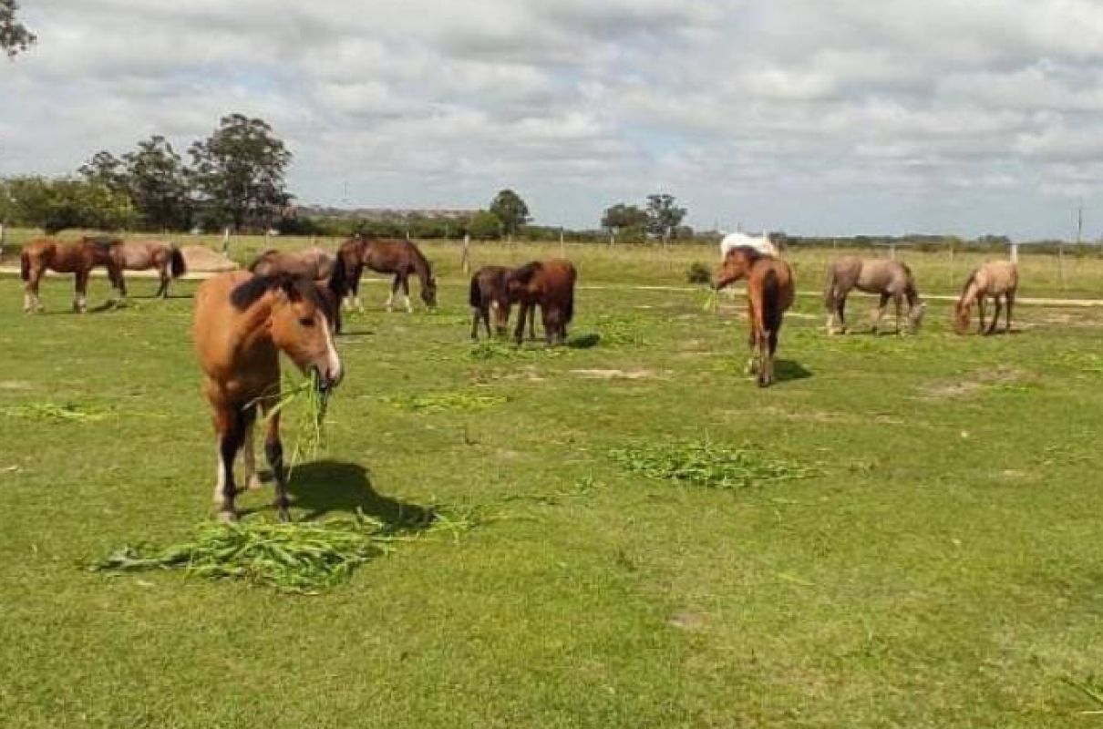 Hospedaria de Grandes Animais de Pedro Osório disponibiliza 11 equinos para adoção