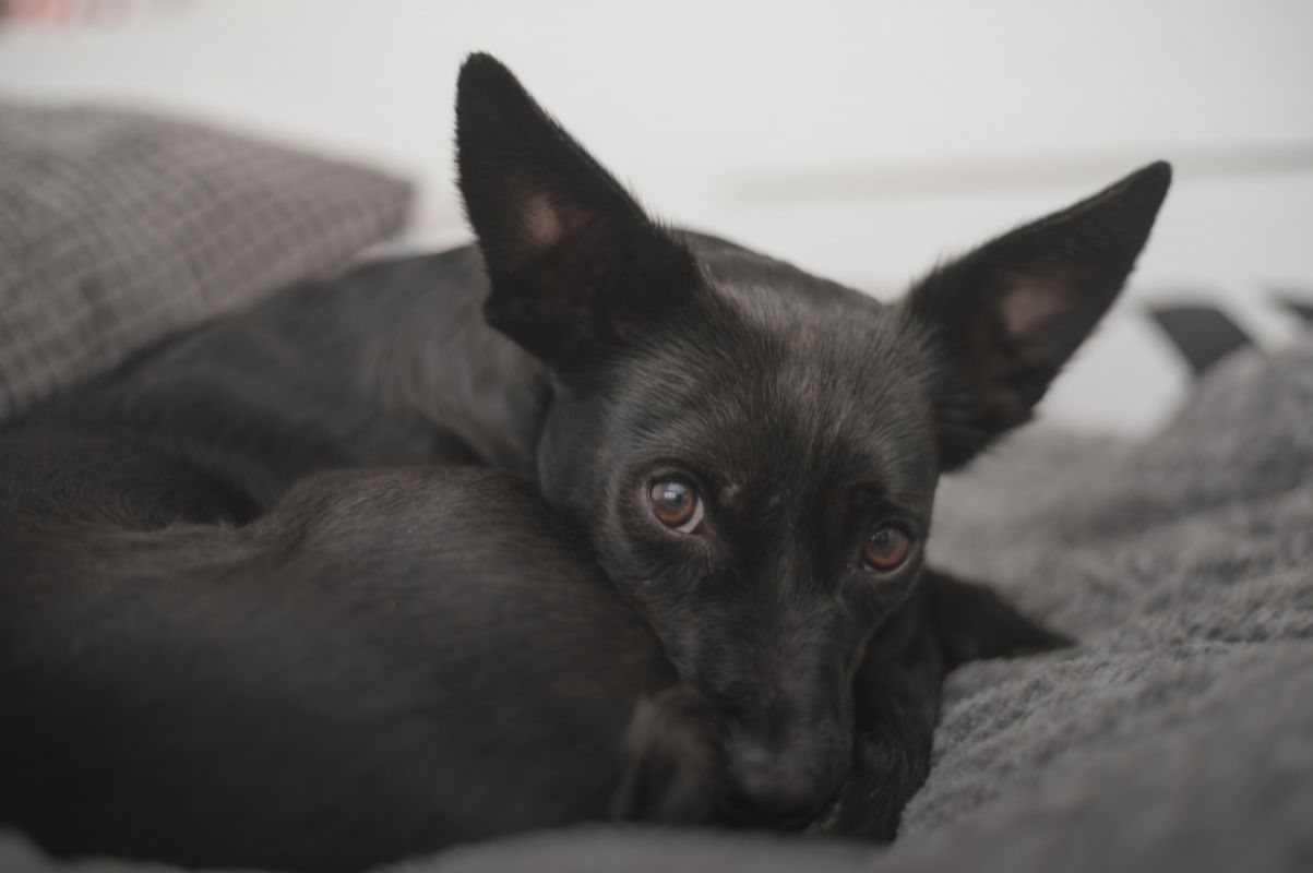 Sete cães são encontrados mortos em Arroio Grande e caso gera comoção
