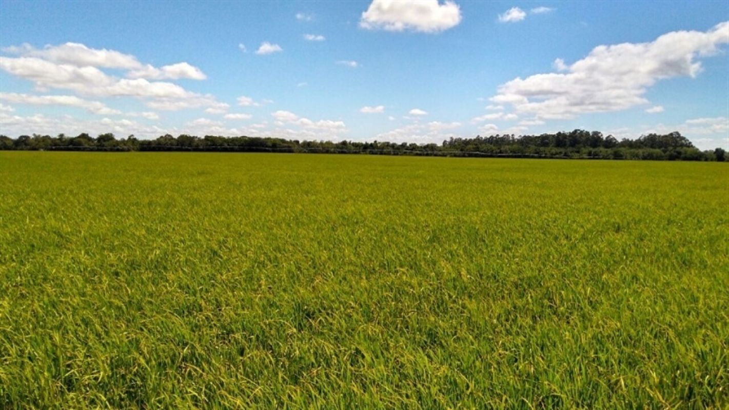 Chuvas intensas e falta de apoio a pequenos produtores podem reduzir área plantada na região Central do RS