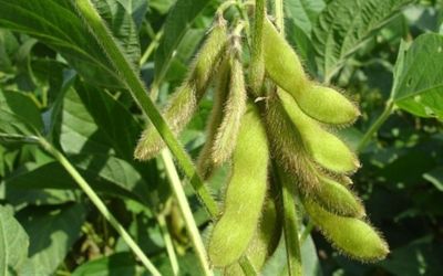 Semeadura de soja atinge 97% no RS, mas déficit hídrico preocupa produtores em Santa Rosa