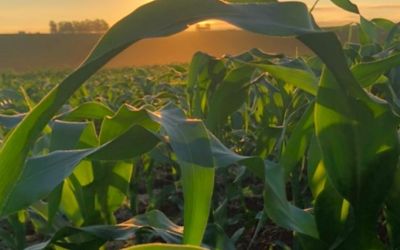 Soja, milho e trigo registram quedas com impacto do clima e avanço da colheita