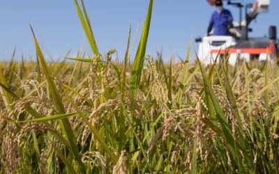 Safra de arroz avança no RS com boas projeções, mas produtores enfrentam desafios pontuais