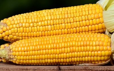 Estratégias para o produtor rural em 2024: como o mercado de futuros pode garantir lucros e mitigar prejuízos