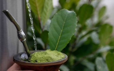 Pesquisa revela que frutos da erva-mate descartados no chimarrão têm alto potencial para uso medicinal, alimentar e cosmético