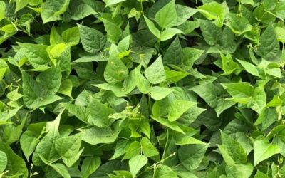 Variações climáticas impactam o mercado de soja no Rio Grande do Sul; colheita avança em outros estados