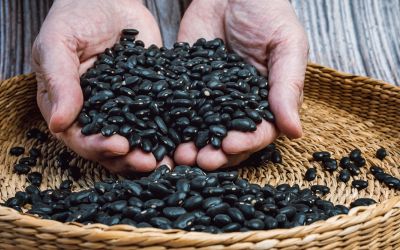 Chuvas intensas beneficiam desenvolvimento do feijão 2ª safra no Rio Grande do Sul