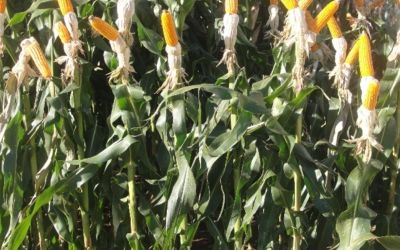 Colheita do milho no RS chega a 54% da área, mas plantio enfrenta desafios com onda de calor