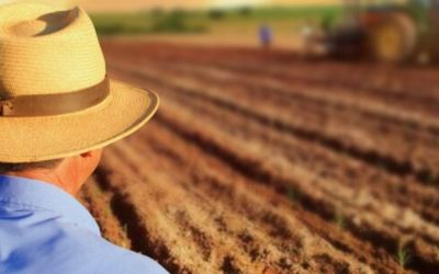 RS projeta VBP agropecuário de R$ 119 bilhões para safra 2024/2025