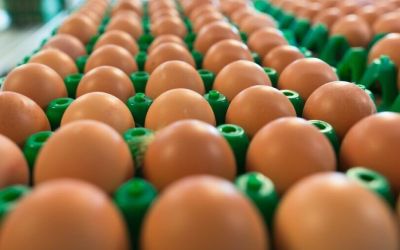Exportações de ovos do Brasil para os EUA disparam 816% com crise sanitária americana; RS ainda sente impacto do bloqueio chileno