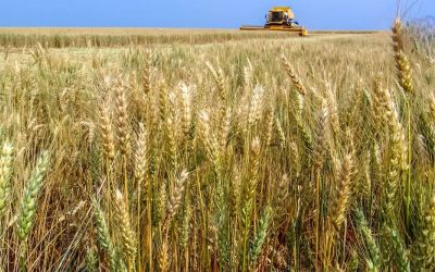 Mercado de trigo no Brasil apresenta variações regionais e expectativas mistas para o curto prazo