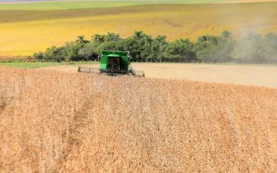 Início da colheita de soja no Rio Grande do Sul enfrenta desafios devido à falta de chuvas