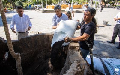Plantio de Timbaúva na praça Coronel Pedro Osório reforça preservação e renovação em Pelotas