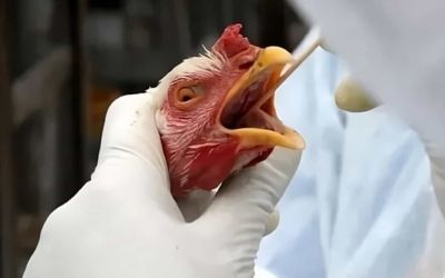 Ministério da Agricultura investiga novo possível foco de gripe aviária em Montenegro (RS)