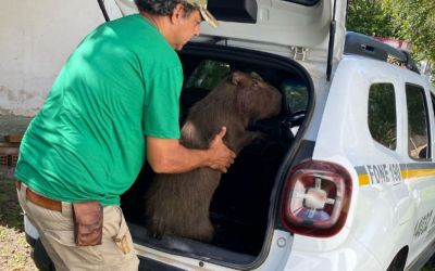 Resgate de capivara ferida no centro de Pedro Osório mobiliza equipes de meio ambiente e segurança