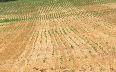 Boa Vista do Cadeado decreta situação de emergência devido à estiagem; outros 45 municípios seguem o mesmo caminho