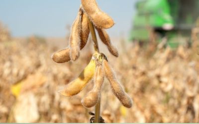 Plantio de soja atinge 96% da área no RS, mas irregularidade das chuvas preocupa produtores