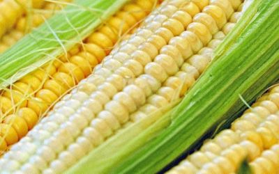 Emater/RS aponta início da colheita de milho para silagem com alta produtividade no estado