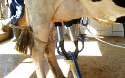 Índice de custos para produção de leite no RS encerra 2024 com alta de 6,17%, aponta Farsul