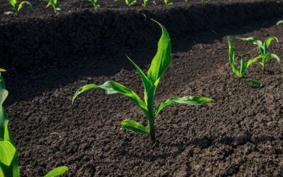 Preços do milho no Brasil disparam, mas produtores ainda enfrentam prejuízos