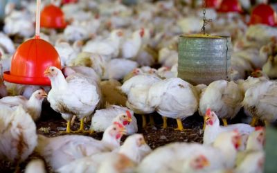 China suspende compra de carne de frango do Brasil por 60 dias após primeiro caso de gripe aviária em granja comercial