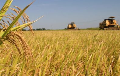 Safra de arroz no RS avança com produtividade dentro do esperado, mas queda nos preços preocupa produtores