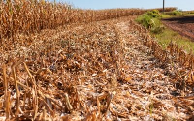 Estiagem no Rio Grande do Sul já leva 47 municípios a decretarem emergência; Santa Maria e outras cidades enfrentam perdas milionárias