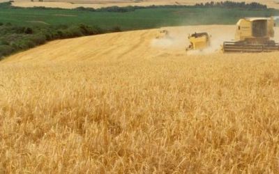 Rio Grande do Sul pode reduzir área de trigo pelo terceiro ano consecutivo em 2025