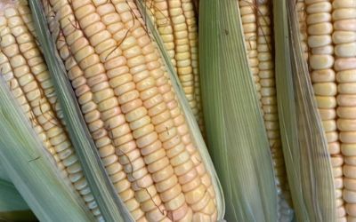 Produtores de milho do Rio Grande do Sul enfrentam desafios e conquistas na safra de 2024