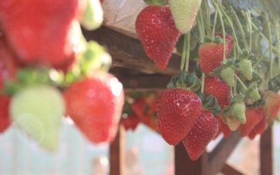 Cultivo do morango avança com boas condições no RS e preços variam até R$ 40 o quilo