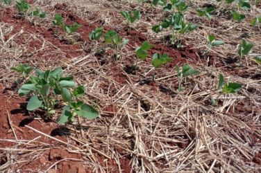 Herval avalia decretar situação de emergência devido à estiagem